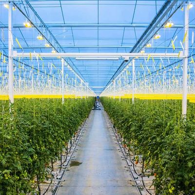 Dobra cena. Agricultural Galvanized Steel Frame Solar PV Greenhouse w Internecie